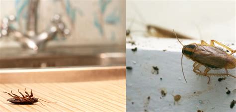 How to Get Rid of Roaches in Kitchen Cabinets | 8 Ways (2024)