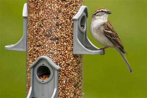 Bird Feeder Placement: What You Need To Know - Bird Informer