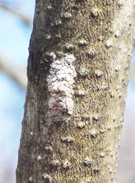 NJDA releases video on scraping spotted lanternfly egg masses - Morning Ag Clips