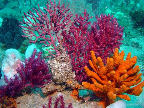 colorful coral | Beautiful sea creatures, Ocean plants, Underwater sea