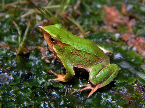 New action plan developed for conservation of Darwin's frogs | IUCN