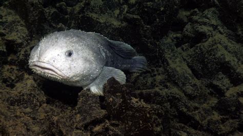 Blobfish Swimming