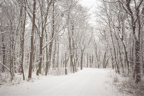 Free Images : tree, branch, snow, black and white, frost, weather ...