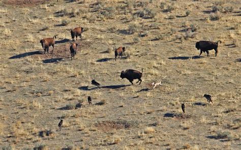 How Do Wolves Hunt? | Outdoor Life