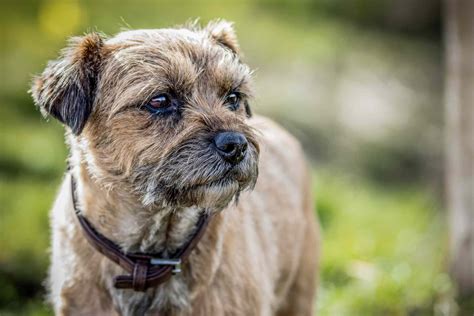 Wirehaired Dog Breeds