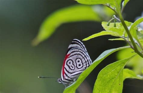 7 pictures of Eighty Eight Butterfly in Biological Science Picture Directory - Pulpbits.net ...