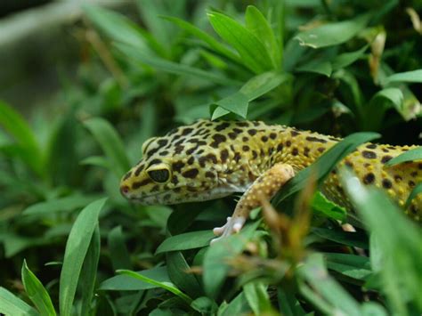 12 Reasons Why Your Leopard Gecko Is Closing One Eye - Reptile Craze