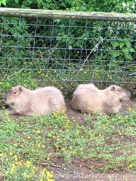 Capybaras For Sale