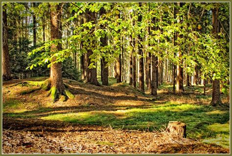 Thuringian Forest, Germany | Fotokunst, Wald, Foto bilder