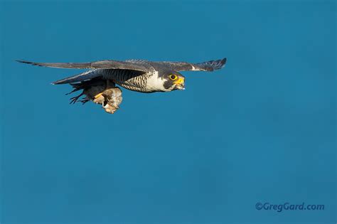 Adult Peregrine Falcon with prey - Northern New Jersey — Greg Gard