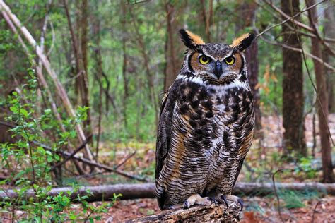 Ominous Owls-Great Horned Owl - Columbia Valley Pioneer