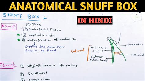 Anatomical Snuff box | Anatomy lecture | Supex anatomy - YouTube