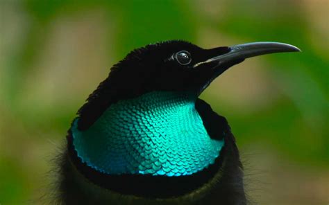 Bird_Biology-Magnificent_Riflebird_bird_of_paradise_iridescent_feather | Bird Academy • The ...