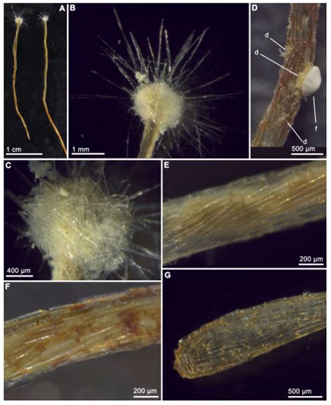 Un protozou gegant – Museu de Ciències Naturals