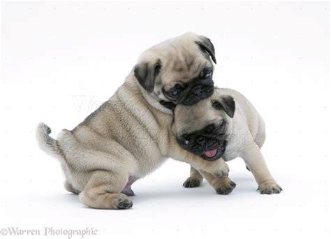 Dogs: Fawn Pug pups play-fighting photo WP14100