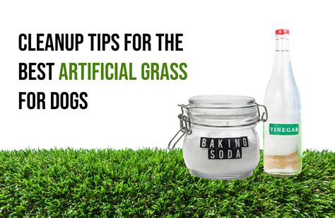 Cleanup Tips for the Best Artificial Grass for Dogs in Boston