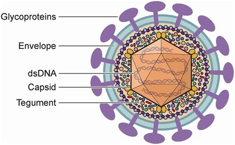 Herpesviruses structure, types, Herpes simplex viruses, Genital Herpes ...