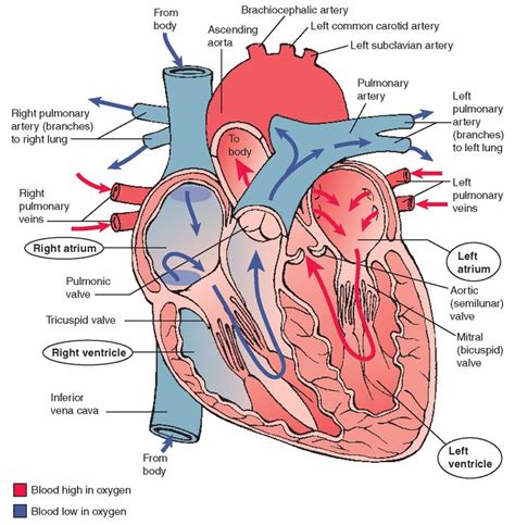 Heart Diagram Labelled And Functions Heart Diagram Labeled D