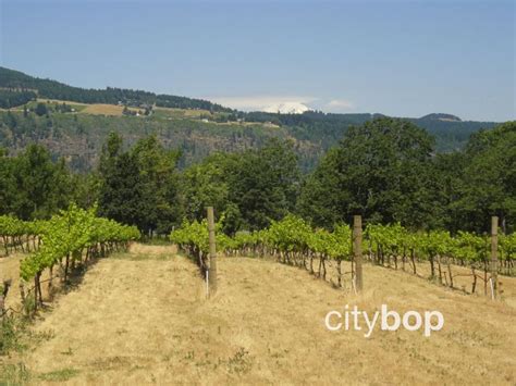 5 BEST Hood River Wineries