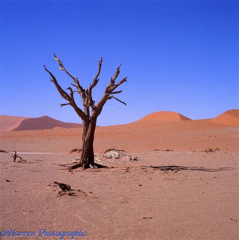 Dead tree in the Namib Desert photo WP06893