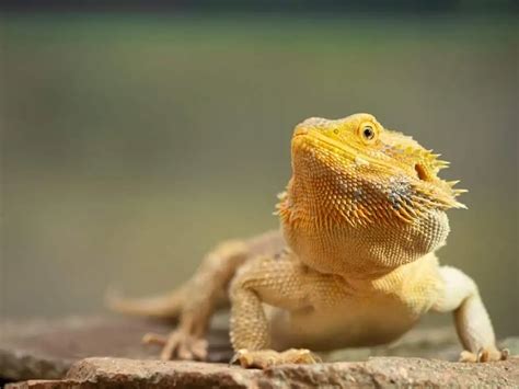 25 Best Pet Lizards You Need To See (Beginner-Friendly)