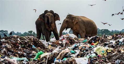 Land, freshwater species in Asia-Pacific impacted by plastic pollution ...