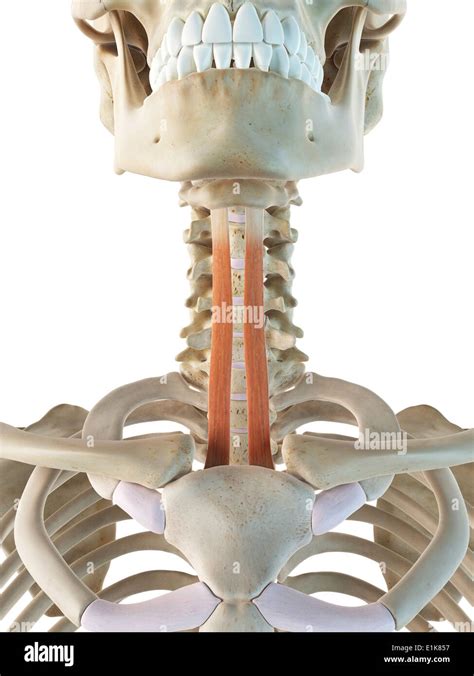 Human sternohyoid muscles computer artwork Stock Photo - Alamy