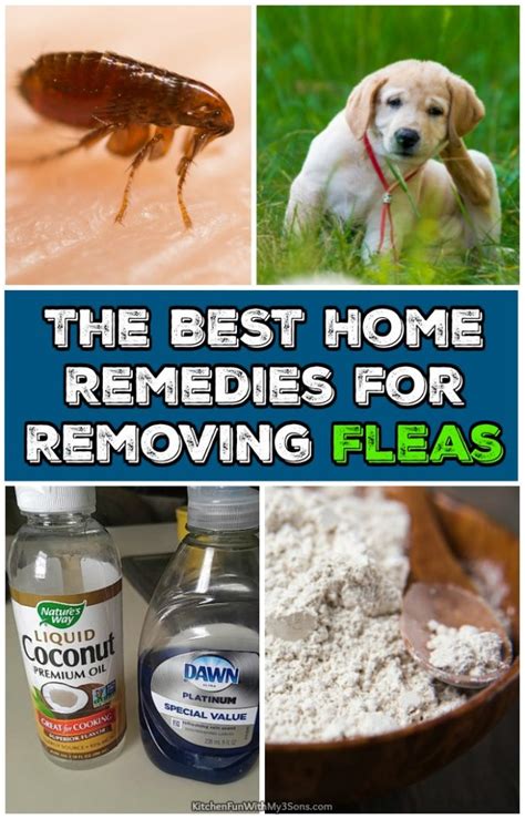 Best Home Remedies for Removing Fleas - Kitchen Fun With My 3 Sons