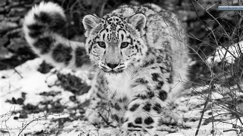 🔥 [45+] Snow Leopard Desktop Wallpapers | WallpaperSafari