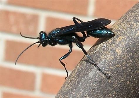 Blue Mud Wasp - Chalybion californicum - BugGuide.Net