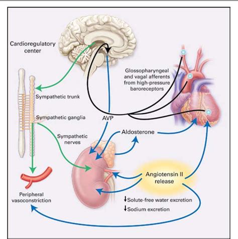 Figure 1 from Vasopressin-receptor antagonists in heart failure ...