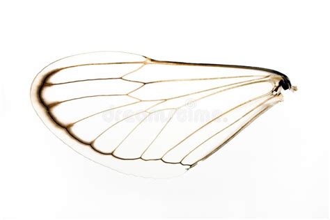 Cicada Wing stock image. Image of scientific, cicada - 14903615