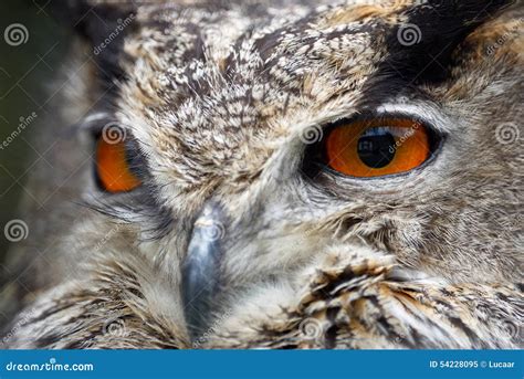 Eyes owl stock image. Image of wise, watching, feather - 54228095