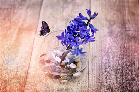 Free Images : plant, wood, leaf, purple, petal, vase, color, blue ...