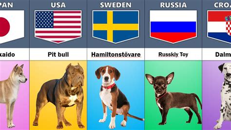 Dog Breeds From Different Countries | Dog Name and Country of Origin ...