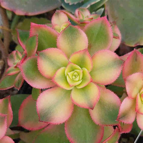 Aeonium 'Kiwi' (Care Guide With Pictures)- Succulents Network