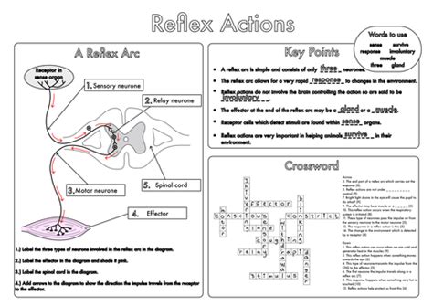 Reflex Arc Worksheet Answers