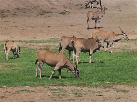 Eland herd by photographyflower on DeviantArt