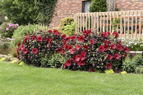 Hardy Hibiscus Pictures - National Garden Bureau