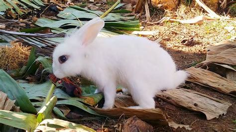 Fotos De Coelhos Bebê / Por isso o babycenter criou esta galeria de ...