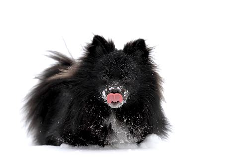 Everything about your Schipperke - LUV My dogs