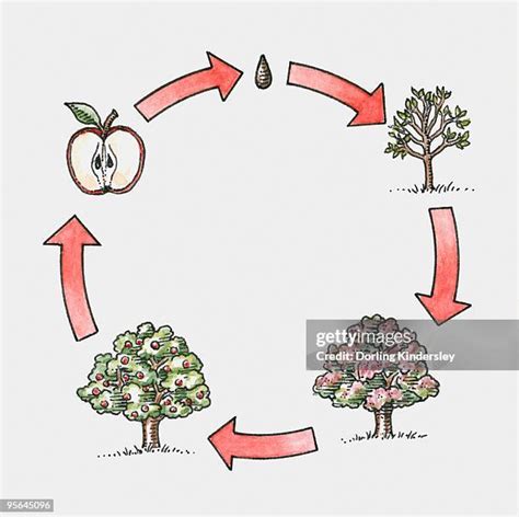 Tree Life Cycle Diagram