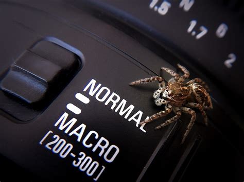 Spider Macro Photography - Free photo on Pixabay