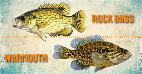 Warmouth vs Rock Bass: What’s the Difference? - eatingthewild.com