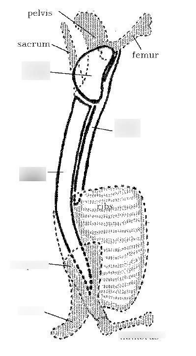 Loin Muscles Diagram | Quizlet