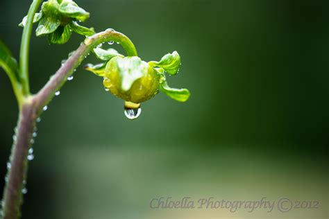 Reflections of a Water Droplet - Chloella Photography & Design