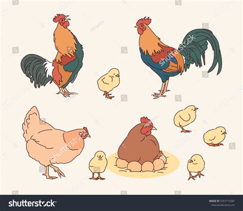 Chicken Family Character Realistic Drawing Hand: เวกเตอร์สต็อก (ปลอดค่าลิขสิทธิ์) 1657715587 ...