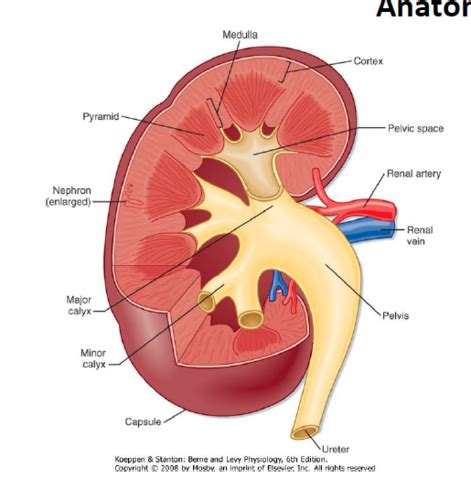 Glomerular Filtration I Flashcards | Quizlet