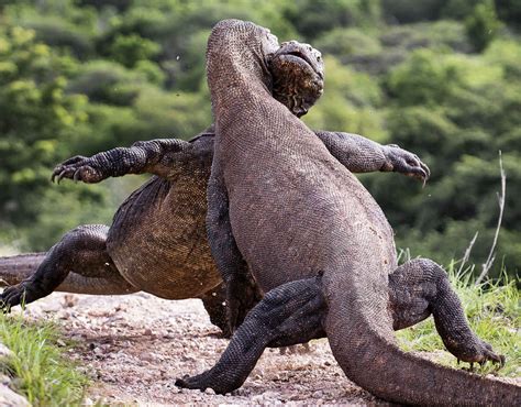 Komodo dragon (Varanus komodoensis) Pictorial | The World of Animals