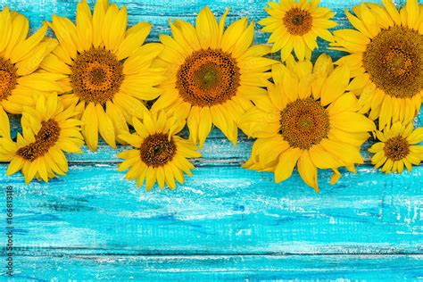 Autumn background with sunflowers on wooden board. Yellow fresh sunflowers on rustic wooden ...